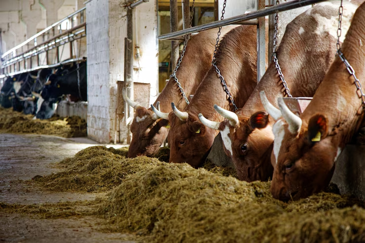 Feed Binder for Cattle