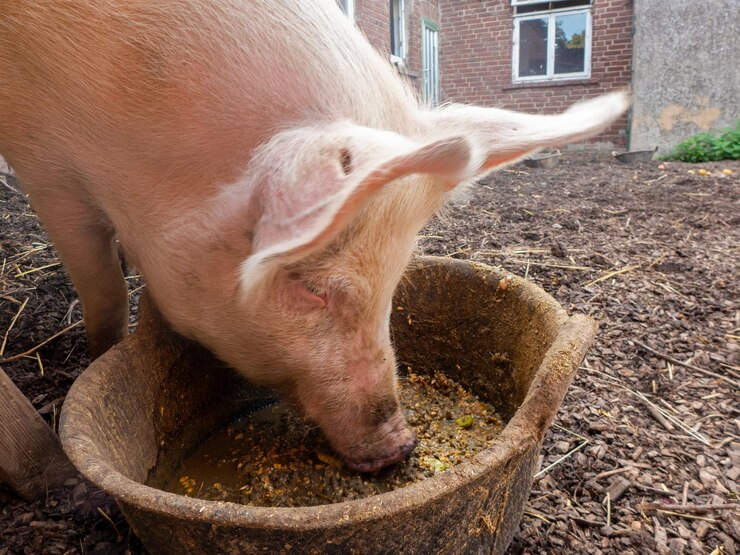 Pig Feed Premix